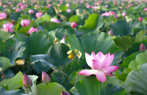 Vươn mình.