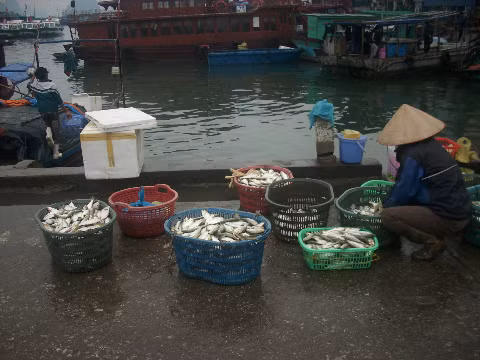 cho về những giỏ đầy ắp cá, tôm