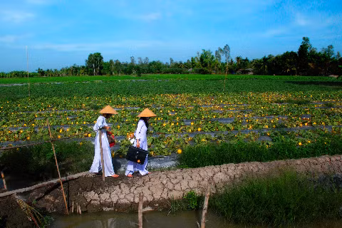Lối xuân. (Ảnh chụp tại huyện Thới Lai - TP Cần Thơ) Lối xuân. (Ảnh chụp tại huyện Thới Lai - TP Cần Thơ)