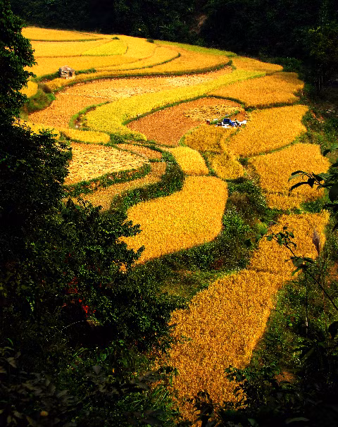 Cảnh vùng cao.