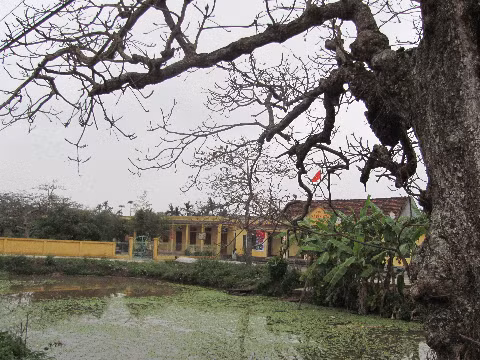 cây đa đầu làng rụng lá xuống ao bèo cây đa đầu làng rụng lá xuống ao bèo
