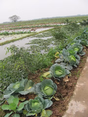 Những cây bắp cải vẫn tốt tươi trong giá rét Những cây bắp cải vẫn tốt tươi trong giá rét
