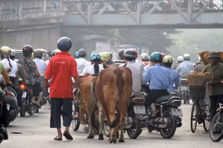 Dắt bò cũng cần phải đội mũ bảo hiểm. Dắt bò cũng cần phải đội mũ bảo hiểm.
