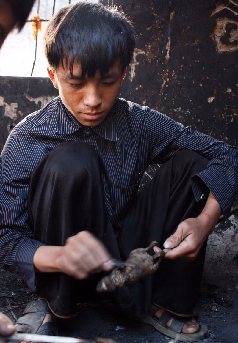 Khi nướng gần được, chuột được bỏ ra để gạt sạch những chiếc lông còn bám lại
