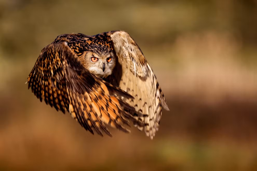 FLIGHT OF AN EAGLE OWL: Một con cú - đại bàng lớn tung cánh bay. Ảnh chụp bởi Mary Bridger Lingfield, Surrey, Vương quốc Anh. FLIGHT OF AN EAGLE OWL: Một con cú - đại bàng lớn tung cánh bay. Ảnh chụp bởi Mary Bridger Lingfield, Surrey, Vương quốc Anh.