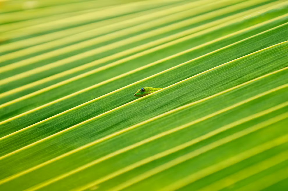 IS HE STILL THERE? Ảnh chụp chú tắc kè trên tán lá cọ xanh của Lorenzo Menendez vào một buổi sáng trên đảo Holualo, Haiwai. IS HE STILL THERE? Ảnh chụp chú tắc kè trên tán lá cọ xanh của Lorenzo Menendez vào một buổi sáng trên đảo Holualo, Haiwai.