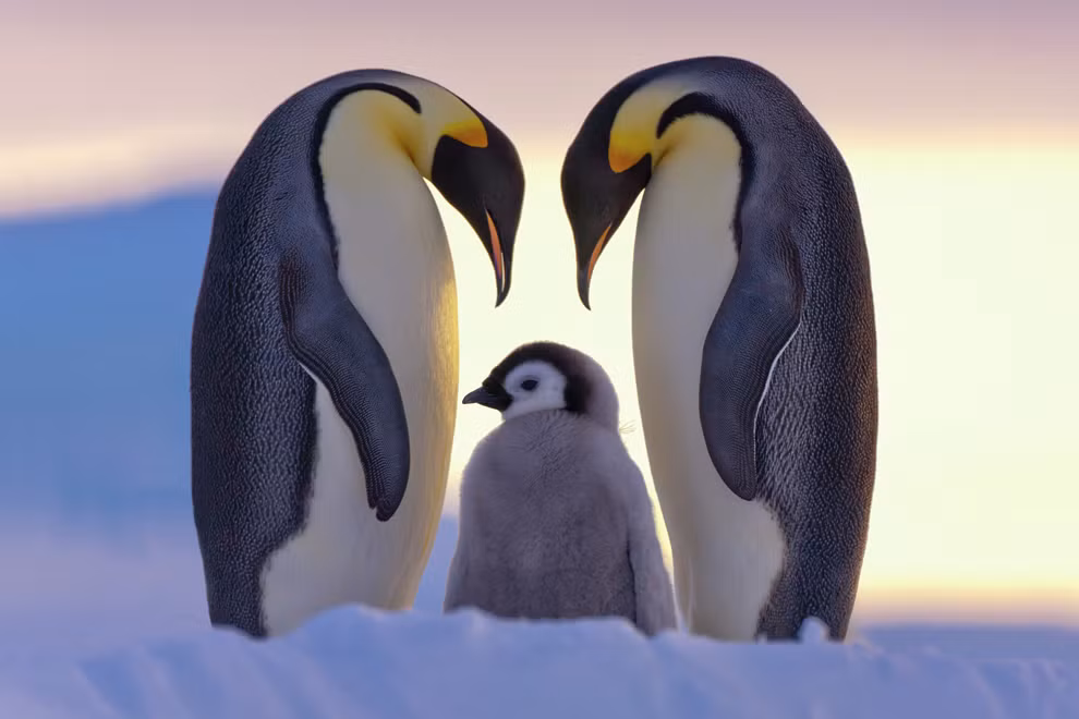 LOVE OF PARENTS: Một bức ảnh tuyệt đẹp về gia đình. Bức ảnh này thể được tình cảm thiêng liêng trong gia đình. Thật tuyệt vời. Tác giả: Claus Possberg, chụp ở vịnh Atka, biển Weddell, châu Nam Cực. LOVE OF PARENTS: Một bức ảnh tuyệt đẹp về gia đình. Bức ảnh này thể được tình cảm thiêng liêng trong gia đình. Thật tuyệt vời. Tác giả: Claus Possberg, chụp ở vịnh Atka, biển Weddell, châu Nam Cực.