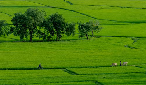 Cánh đồng An Giang