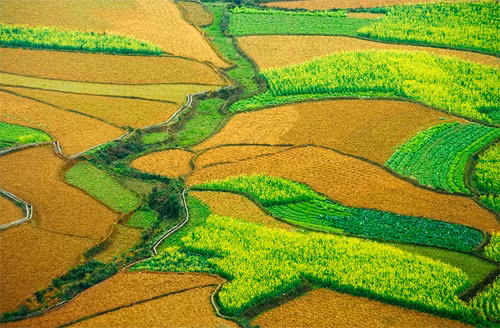 Vụ màu Vụ màu