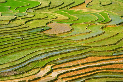 Cánh đồng Mù Căng Chải (Yên Bái)