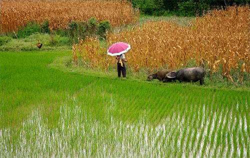 Cánh đồng Lạng Sơn