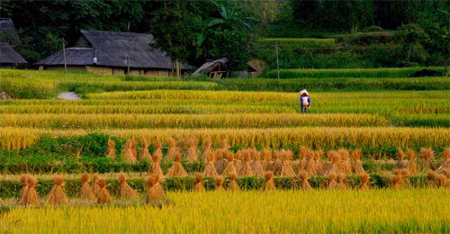 Cánh đồng Lao Cai