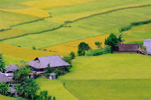 Cánh đồng Hà Giang