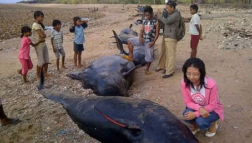 44 con cá voi hoa tiêu đã mắc cạn ở Indonesia.