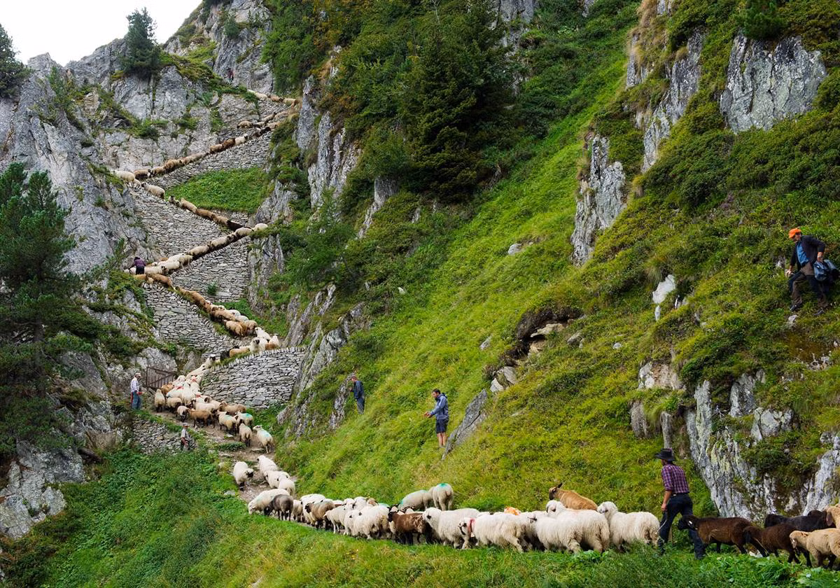 Đàn cừu đi theo vách đá tại làng Belalp, Thụy Sĩ.