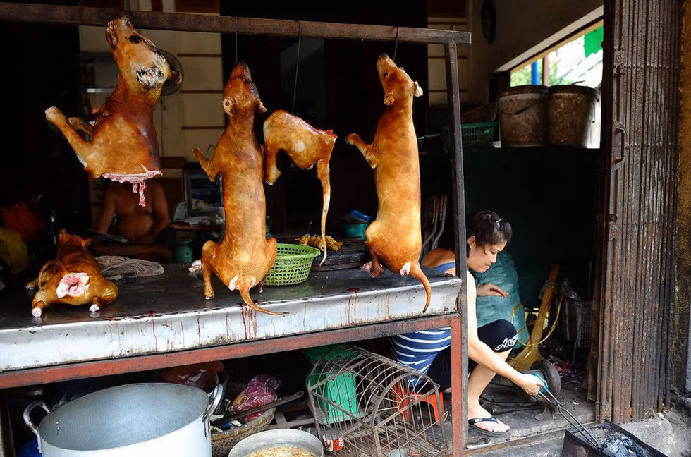 Đối với chú chó siêu gầy, chân đứng không vững vẫn được thu mua và chủ lò vẫn cho thợ “hóa kiếp” bình thường. Sau đó, thay vì được thui rơm, những chú chó này được vùi xuống một đống cát sạch, đợi thời gian đủ khiến mình chú cẩu trương lên, nhưng không được để phình quá. Tới công đoạn này, chủ lò mới moi chó lên đem rửa sạch, trước khi thui vàng bằng rơm. Thui qua, nhìn chú cẩu gầy trơ xương cũng béo mượt như bao con chó khác... Đây là chiêu được áp dụng ở nhiều nơi và đã đánh lừa được không ít những khách hàng. Ảnh: Hình ảnh tại các quán bán thịt chó.