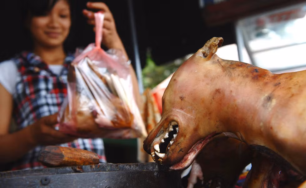 Món thịt chó được người Việt Nam coi là món khoái khẩu. Nhiều người cho rằng món thịt chó là món thịt ba không bởi không kiểm dịch, không đăng ký kinh doanh, không quan tâm đến nguồn gốc. Nhu cầu lớn mà nguồn cung cũng khá dồi dào. Vì thế, việc kinh doanh thịt chó vẫn đang "tung hoành", chất lượng của món thịt chó là một điều đáng bàn.