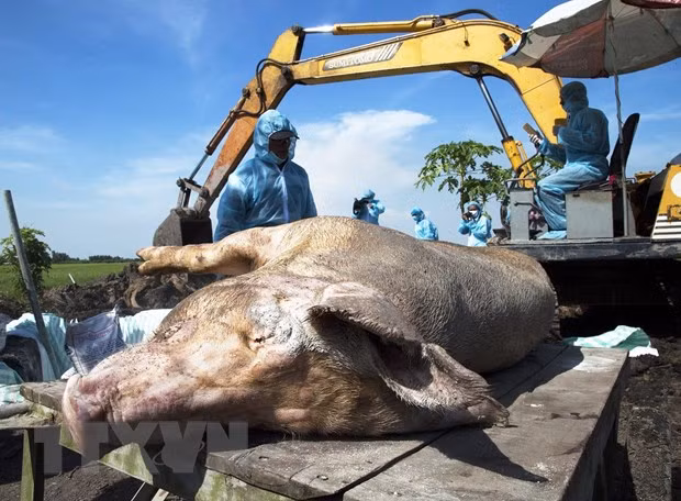 Tiêu hủy ổ bệnh Dịch tả lợn châu Phi của gia đình ông Nguyễn Duy Chuyên, xã Tân Hiệp A, huyện Tân Hiệp, Kiên Giang. (Ảnh: Hồng Đạt/TTXVN)