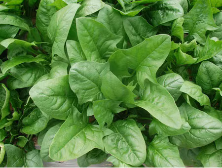 Không chỉ có vậy, rau bina còn phong phú hàm lượng chất sắt, axit folic có thể thúc đẩy sự tổng hợp các tế bào máu đỏ mang oxy, đẩy nhanh tuần hoàn máu, về cơ bản có thể cải thiện chất lượng tình dục của nam giới.