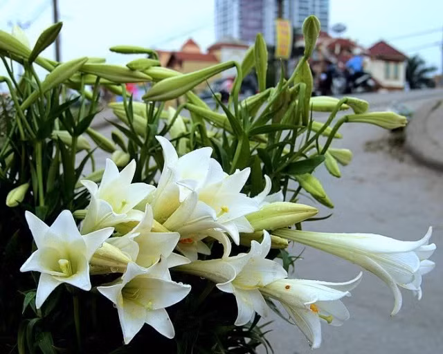 Hoa loa kèn – Angel’s trumpet: Chất độc chiết xuất từ lá và hoa loa kèn có thể được sử dụng giống như một chất gây ảo giác hiệu quả trong y tế nhưng khi dùng quá liều sẽ dẫn đến tử vong. Thành phần gây tác động bao gồm atropine, hyoscyamine và scopolamine gây nên triệu chứng mê sảng, điên loạn. Xem thêm: 11 loại thảo dược dễ tìm giúp bạn có hơi thở thơm tho / Quả bơ và 10 tác dụng cực tốt cho sức khỏe có thể bạn chưa biêt? Hoa loa kèn – Angel’s trumpet: Chất độc chiết xuất từ lá và hoa loa kèn có thể được sử dụng giống như một chất gây ảo giác hiệu quả trong y tế nhưng khi dùng quá liều sẽ dẫn đến tử vong. Thành phần gây tác động bao gồm atropine, hyoscyamine và scopolamine gây nên triệu chứng mê sảng, điên loạn. Xem thêm: 11 loại thảo dược dễ tìm giúp bạn có hơi thở thơm tho / Quả bơ và 10 tác dụng cực tốt cho sức khỏe có thể bạn chưa biêt?