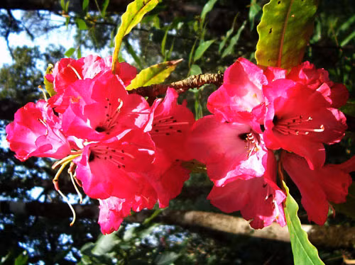Đỗ quyên – Rhododendron: Với nhiều tên gọi khác nhau như sơn thạch lựu, báo xuân hoa, sơn trà hoa, đỗ quyên là loại cây bụi tuyệt đẹp với những chùm hoa rực rỡ sắc màu, được trồng rất phổ biến ở vùng Tây Bắc Thái Bình Dương và còn là loài hoa biểu trưng của bang Washington. Tất cả các bộ phận trên cây đều có thể gây chết người, trầm cảm, dẫn đến buồn nôn, tê liệt toàn thân hay hôn mê sâu. Xem thêm: 11 loại thảo dược dễ tìm giúp bạn có hơi thở thơm tho / Quả bơ và 10 tác dụng cực tốt cho sức khỏe có thể bạn chưa biêt? Đỗ quyên – Rhododendron: Với nhiều tên gọi khác nhau như sơn thạch lựu, báo xuân hoa, sơn trà hoa, đỗ quyên là loại cây bụi tuyệt đẹp với những chùm hoa rực rỡ sắc màu, được trồng rất phổ biến ở vùng Tây Bắc Thái Bình Dương và còn là loài hoa biểu trưng của bang Washington. Tất cả các bộ phận trên cây đều có thể gây chết người, trầm cảm, dẫn đến buồn nôn, tê liệt toàn thân hay hôn mê sâu. Xem thêm: 11 loại thảo dược dễ tìm giúp bạn có hơi thở thơm tho / Quả bơ và 10 tác dụng cực tốt cho sức khỏe có thể bạn chưa biêt?