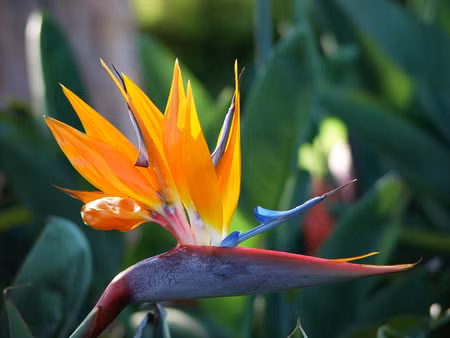 Thiên điểu: Tên khoa học là Strelitzia reginae. Hoa và hạt của cây có các chất gây ngộ độc đường ruột. Tiếp xúc hoặc ăn hoa, hạt sẽ khiến buồn nôn, tiêu chảy, chóng mặt. Xem thêm: 11 loại thảo dược dễ tìm giúp bạn có hơi thở thơm tho / Quả bơ và 10 tác dụng cực tốt cho sức khỏe có thể bạn chưa biêt? Thiên điểu: Tên khoa học là Strelitzia reginae. Hoa và hạt của cây có các chất gây ngộ độc đường ruột. Tiếp xúc hoặc ăn hoa, hạt sẽ khiến buồn nôn, tiêu chảy, chóng mặt. Xem thêm: 11 loại thảo dược dễ tìm giúp bạn có hơi thở thơm tho / Quả bơ và 10 tác dụng cực tốt cho sức khỏe có thể bạn chưa biêt?