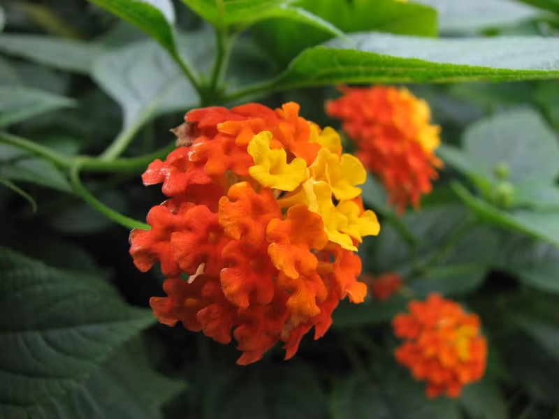 Thơm ổi: Tên khoa học là Lantana spp. Quả có chất độc Lantanin alkaloid Hoặc lantadene A gây bỏng rát đường ruột, giãn cơ, rối loạn tuần hoàn máu và có thể dẫn đến tử vong. Xem thêm: 11 loại thảo dược dễ tìm giúp bạn có hơi thở thơm tho / Quả bơ và 10 tác dụng cực tốt cho sức khỏe có thể bạn chưa biêt? Thơm ổi: Tên khoa học là Lantana spp. Quả có chất độc Lantanin alkaloid Hoặc lantadene A gây bỏng rát đường ruột, giãn cơ, rối loạn tuần hoàn máu và có thể dẫn đến tử vong. Xem thêm: 11 loại thảo dược dễ tìm giúp bạn có hơi thở thơm tho / Quả bơ và 10 tác dụng cực tốt cho sức khỏe có thể bạn chưa biêt?