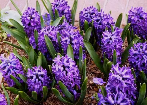 Dạ lan (tên khoa học là Hyacinth orientalis). Củ Dạ Lan có độc tố Alkaloid gây vọp bẻ, đầy bụng, buồn nôn, tiêu chảy nếu ăn phải. Xem thêm: 11 loại thảo dược dễ tìm giúp bạn có hơi thở thơm tho / Quả bơ và 10 tác dụng cực tốt cho sức khỏe có thể bạn chưa biêt? Dạ lan (tên khoa học là Hyacinth orientalis). Củ Dạ Lan có độc tố Alkaloid gây vọp bẻ, đầy bụng, buồn nôn, tiêu chảy nếu ăn phải. Xem thêm: 11 loại thảo dược dễ tìm giúp bạn có hơi thở thơm tho / Quả bơ và 10 tác dụng cực tốt cho sức khỏe có thể bạn chưa biêt?