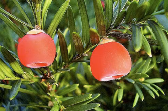 Thông đỏ - English yew: Cây thông đỏ hay Taxus baccata (“taxus” có nghĩa là độc) là loại cây bụi lớn thường thấy trong các khu rừng ở châu Âu, có lá xanh quanh năm. Trái cây mềm, màu đỏ chín mọng trông rất bắt mắt nhưng chứa hột màu nâu đen có độc tính rất mạnh, đến nay vẫn chưa có thuốc giải loại độc này. Xem thêm: Phát hoảng với những thân hình "khủng" nhất thế giới do ăn nhiều / Những loại trái cây cực tốt cho “đấng mày râu”