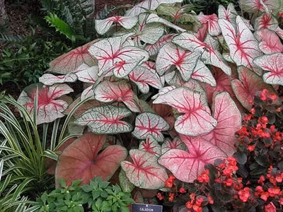 Môn kiểng: Tên khoa học là Caladium hortulanum. Tất cả các bộ phận của cây đều có chất độc Calcium oxalate và Asparagine Khi ăn phải sẽ dẫn đến nguy cơ bị bỏng, ngứa rát vùng miệng, niêm mạc ruột. Xem thêm: Phát hoảng với những thân hình "khủng" nhất thế giới do ăn nhiều / Những loại trái cây cực tốt cho “đấng mày râu”