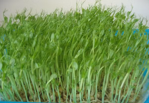 Trong rau mầm có nhiều men kích thích tăng trưởng, giúp cơ thể tăng cường sức đề kháng, ngừa cảm cúm, giảm cholesterol. Theo lý giải của các nhà khoa học Mỹ và nhật Bản, trong mầm đậu tương có hai hoạt chất là phytoestro-genistein và daidzein nhiều hơn hàng chục lần so với hạt đậu tương. Chúng là các nội tiết tố cho sinh dục nữ và làm đẹp cho nữ giới. Xem thêm: Các cây thuốc dân gian chữa bệnh hiệu quả. Trong rau mầm có nhiều men kích thích tăng trưởng, giúp cơ thể tăng cường sức đề kháng, ngừa cảm cúm, giảm cholesterol. Theo lý giải của các nhà khoa học Mỹ và nhật Bản, trong mầm đậu tương có hai hoạt chất là phytoestro-genistein và daidzein nhiều hơn hàng chục lần so với hạt đậu tương. Chúng là các nội tiết tố cho sinh dục nữ và làm đẹp cho nữ giới. Xem thêm: Các cây thuốc dân gian chữa bệnh hiệu quả.