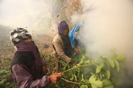 Thợ săn đốt lửa, hun các tổ trên vách đá để xua lũ ong ra khỏi tổ.