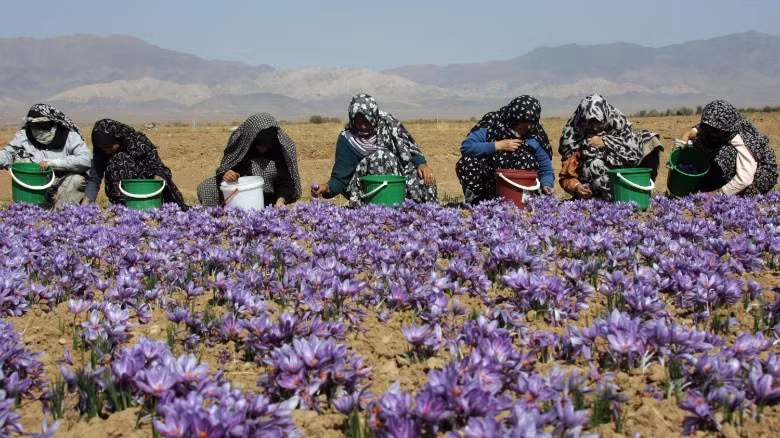 Công nhân Iran thu hoạch hoa nghệ tây.