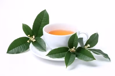 Nước trà xanh là “kẻ dẫn mối” cho các tế bào ung thư “trụ” lại và phát triển mạnh mẽ hơn trong cơ thể. Hãy nhớ rằng trà xanh có thể giúp bạn chống lại ung thư nhưng lại “phản bội” bạn trong quá trình điều trị ung thư bằng thuốc. Nước trà xanh là “kẻ dẫn mối” cho các tế bào ung thư “trụ” lại và phát triển mạnh mẽ hơn trong cơ thể. Hãy nhớ rằng trà xanh có thể giúp bạn chống lại ung thư nhưng lại “phản bội” bạn trong quá trình điều trị ung thư bằng thuốc.