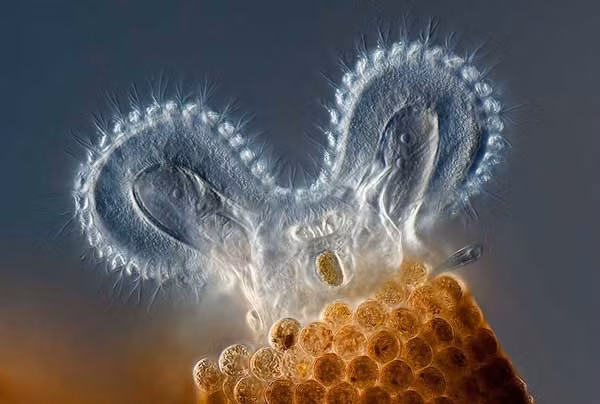 Loài Rotifer Floscularia tiêu hóa thức ăn. Những lông mao cho phép loài sinh vật này chụp lấy thức ăn và luân chuyển chúng vào bên trong cơ thể. Bức ảnh được Charles Krebs, Issaquah, Washington chụp.