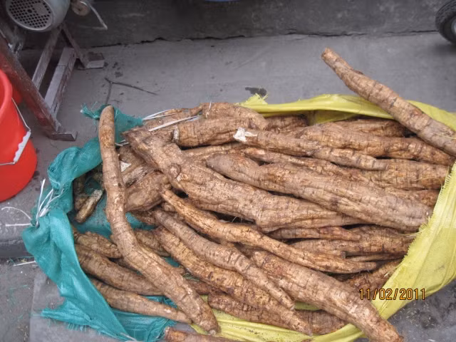Ngộ độc thức ăn, đại tiện ra máu do ăn phải đồ nguội, độc: Củ sắn dây tươi, ngó sen tươi 2 thứ giã nát, vắt lấy 500ml nước cốt mỗi thứ, hòa đều, uống dần.