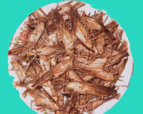 Sau ngày thu hoạch lúa nương, những con muồm muỗm được trẻ em miền núi bắt về chế biến thành món ăn khoái khẩu.