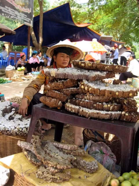 Những tầng ong rừng được lấy về chế biến thành những món ăn bổ dưỡng.