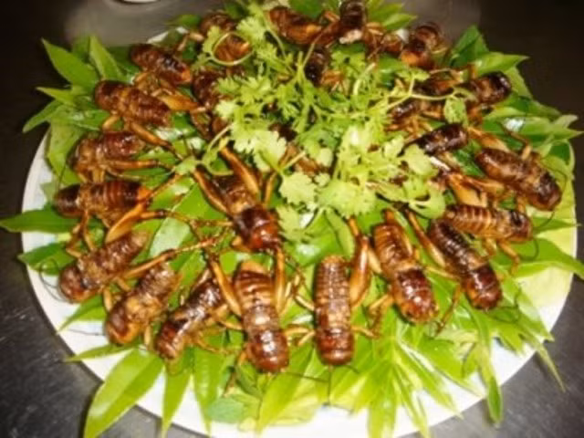 Món Dế miền Tây Bắc, được chiên giòn với mỡ. Món này ăn kèm với lá đinh lăng.