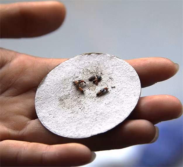 Côn trùng lạ giống như con kiến lửa chúa, đuôi giống bò cạp được cho là nguyên nhân gây viêm da cho nhiều người dân