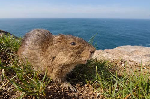 Lợn Santa Catarina: Lợn Santa Catarina mang tên khoa học Cavia intermedia có nguồn gốc từ Nam Mỹ. Chúng cư trú trên hòn đảo nhỏ Moleques do Sul thuộc bang Santa Catarina của Brazil.