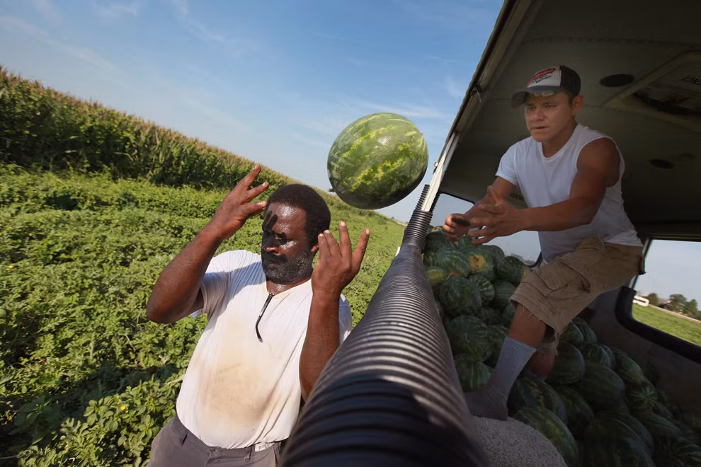 Thu hoạch dưa hấu trên một cánh đồng nằm trong vùng bị hạn hán ở gần Vincennes, Indiana, 18/07/2012.