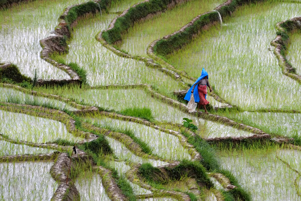 Một người nông dân bước đi trên bờ ruộng ở Khokana, Nepal, 19/08/2012.