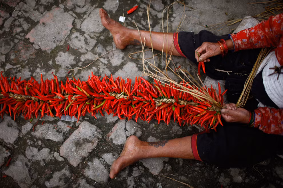Một người nông dân ngồi cột ớt vào búi để đem đi phơi khô, ở Khokana, Nepal, 11/08/2012.