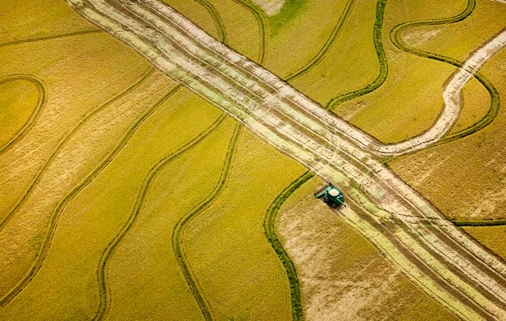 Một chiếc máy thu hoạch phức hợp đang cắt lúa trên cánh đồng ở gần Tucker, Arkansas, 16/08/2012.