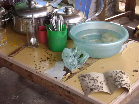 Ruồi nhà có sức sinh sản khá nhanh và mạnh, ruồi cái có thể đẻ đến 150 trứng trong vòng 5-6 ngày. Nên quần thể ruồi nhà có thể bùng phát số lượng trong vòng vài tuần. Ruồi nhà ăn thực phẩm của người và chất thải vì thế chúng có thể mang và phát tán nhiều loại mầm bệnh khác nhau như tiêu chảy, bệnh nhiễm trùng da và mắt.
