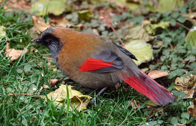 Khướu đuôi đỏ