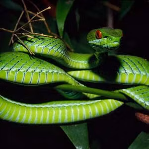 Rắn lục núi