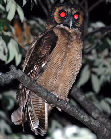Hù lào