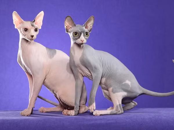 1. Mèo Nhân Sư/Sphynx 1. Mèo Nhân Sư/Sphynx